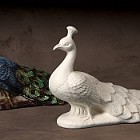 Intricate Peacock