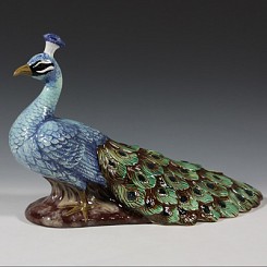 Parading Peacock