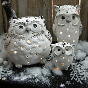 Winter Owl Family
